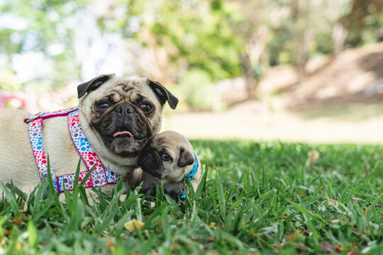 Horizontal image of a pug mother and her puppy lying on the grass on a beautiful sunny day. 