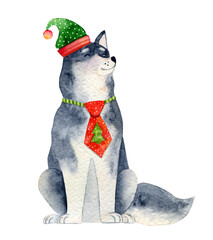 Watercolor Christmas dog illustration. Hand-drawn cute puppy graphics. Cute baby animals, pet friendly. Christmas decoration. Winter holiday graphics. Husky illustration.