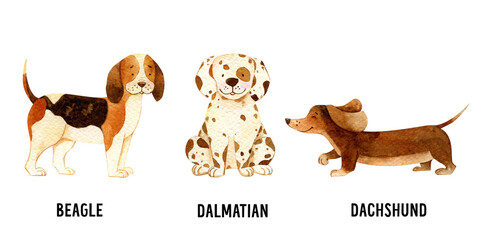 Watercolor dog illustration. Hand-drawn cute puppy graphics. Beagle, Dalmatian, Dachshund dog. Cute baby animals, pet friendly, character design, dogs and puppies isolated. 