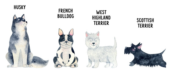 Watercolor dog illustration. Hand-drawn cute puppy graphics. French bulldog, white highland terrier., husky, Scottish terrier. Cute baby animals, pet friendly, dogs and puppies isolated. 