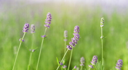 Background of several branches of lavenders