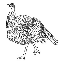 turkey illustration