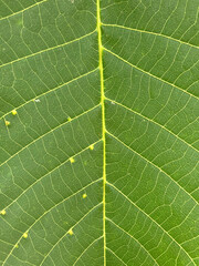 green leaf texture background