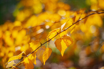 Fototapeta na wymiar Autumn time - soft focus effect