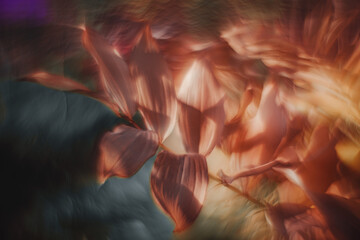 Flowers- soft focus effect. Depth of field