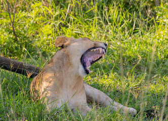 Löwin im Naturreservat im Hluhluwe Nationalpark Südafrika - 517921020