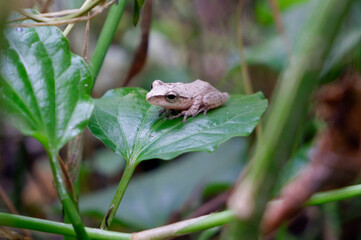 Tree frog is a species of frog in the family Hylidae on  leaves