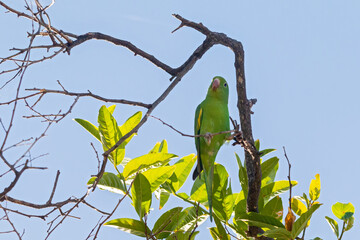 Yellow-chevroned Parakeet