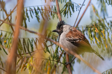 Silvery-cheeked Antshrike