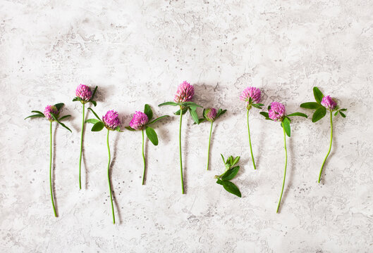 clover medical flowers herbs, alternative medicine healthy lifestyle