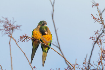 Cactus Parakeet