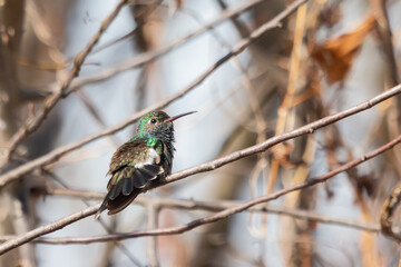 Sapphire-spangled Emerald