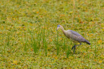 Whistling Heron