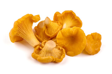 Chanterelle or girolle mushrooms, Cantharellus cibarius, Isolated on white background.