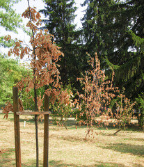 young trees in the park dead from the drought and the wave of strong heat. Metropolitan city of Milan, summer 2022