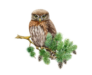 Northern pygmy owl on a pine branch. Watercolor nature scene illustration. Hand drawn wildlife forest bird. Small brown pygmy owl perched on a pine tree branch. Isolated on white background