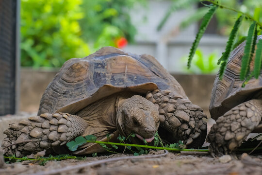 Sulcata tortoises are eating leaves with gusto.