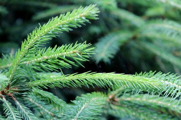 close up of a pine tree