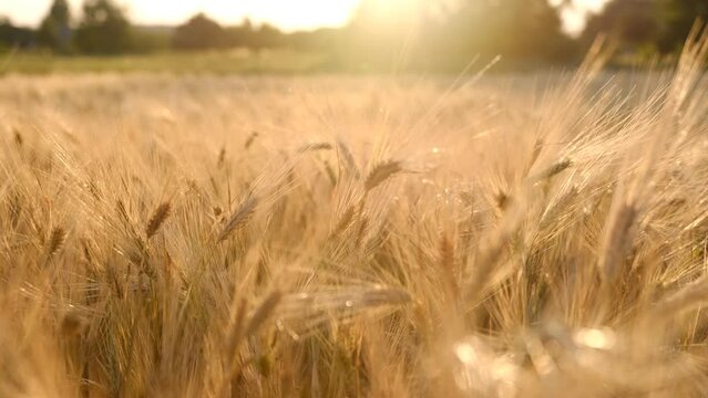 Wheat field, ears of wheat swaying from the gentle wind. Golden ears are slowly swaying in the wind close-up. View of ripening wheat field at summer day. Agriculture industry.