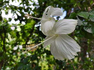 It has a beautiful white flower with green leaves as background. It increases the beauty of flowers.