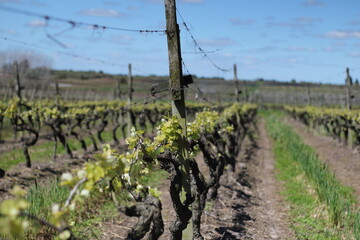 Fototapeta na wymiar landscape grape wineyard vineyard flowers