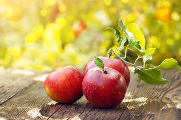 Three red homemade organic apples in an orchard on a wooden table. Ripe apples on garden background. Harvest concept, bio fruits