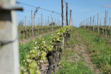 Fototapeta na wymiar vineyard landscap wine nature farm vine field grapes