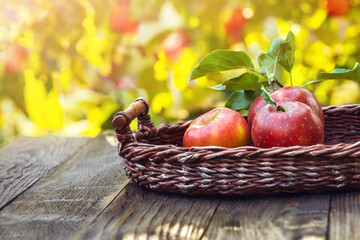 Basket with fresh red organic apples on wooden table. Ripe apples on autumn garden background, copy space for text. Harvest concept, bio fruits