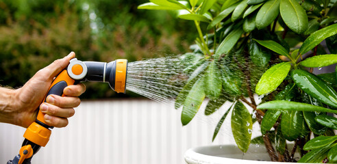 watering rhododendron plant with garden water hose nozzle. copy space