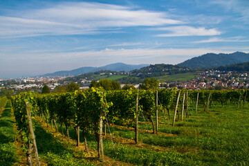 Weinberge Reben Freiburg Baden