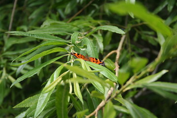 Red with black dots butterfly on a green leaf