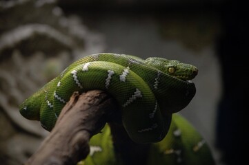 green tree python
