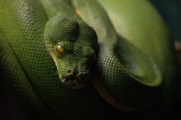 close up of a green snake