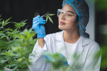 herb cultivation research scientist checking growth data of cannabis leaf or ganja plant in...