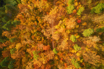 autumn colours in forest form above, captured with a drone.