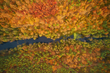 Aerial top down view of autumn forest with green and yellow trees. Mixed deciduous and coniferous forest.