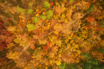 Aerial drone view over autumn forest. Colorful trees in the wood. Autumn forest aerial drone view. Autumn background, aerial drone view of beautiful forest landscape with autumn trees