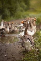 Obraz premium Photo of a flock of domestic geese in a meadow.