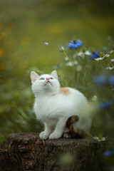 Photo of a small fluffy kitten in the garden.