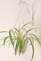 hanging home plant in a white pot with green and yellow variegated leaves of the chlorophytum comosum spider plant. vertical size.