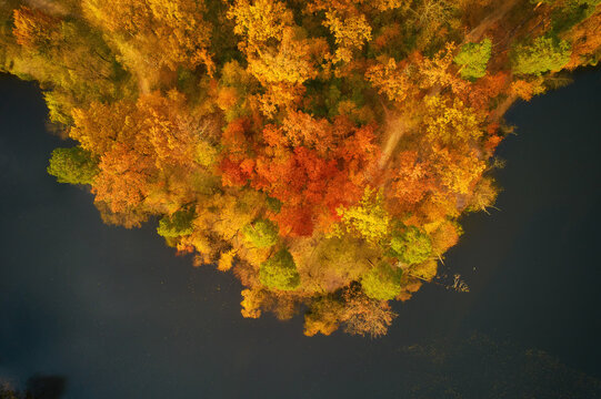 Drone view of colorful top of the forest and a lake at Autumn © Ryzhkov Oleksandr