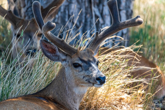 Buck resting in the shade.  Velvet antlers.