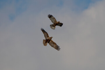 Western Marsh Harrier Puszta Eldorado Hungary.