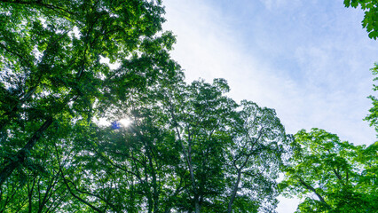 夏の青空と緑の風景