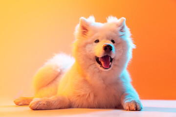 Studio shot of beautiful fluffy white Samoyed dog posing isolated on orange color background in...