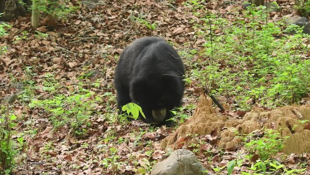 full shot of sloth bear or Melursus ursinus busy eating termites from mound an aggressive and Vulnerable animal species from wild in outdoor wildlife safari at forest of central india asia