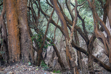 Mount Tangkuban Perahu crater in West Java, Indonesia