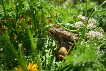 european mountain frog, Rana, in its natural habitat in the Silvretta mountains in Tyrol, Austria