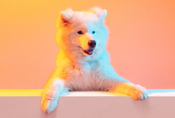 Half-length portrait of adorable cute white Samoyed dog posing isolated on orange color background in neon light. Concept of animal, pets, care, fashion, ad