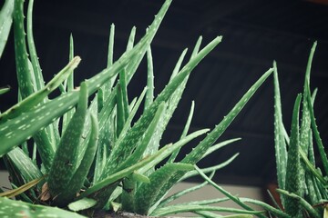 Aloe vera on black background